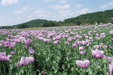 Mohn