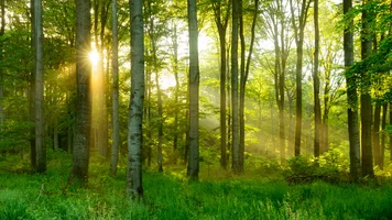 Sonnendurchfluteter Wald
