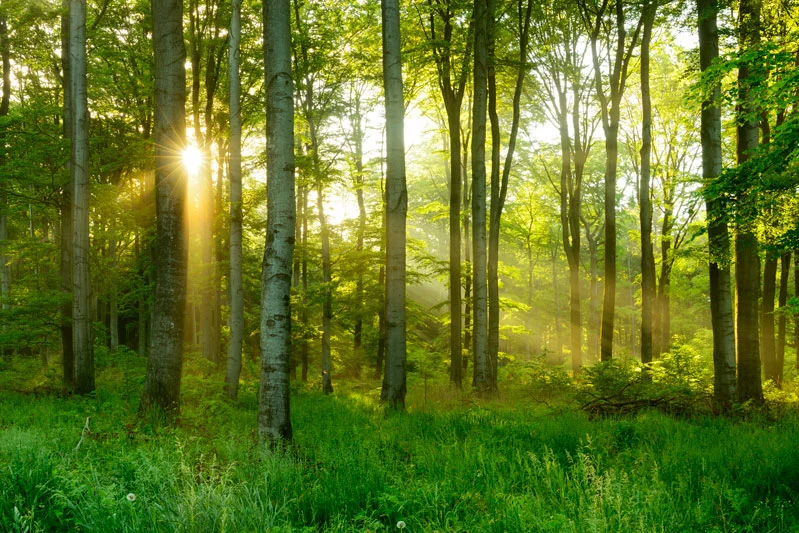 Sonnendurchfluteter Wald