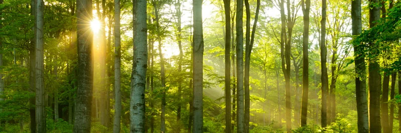 Sonnendurchfluteter Wald. Klick führt zu Großansicht in neuem Fenster.