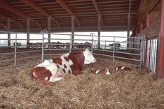 Werden Tiere auf Bio-Betrieben wirklich anders gehalten?