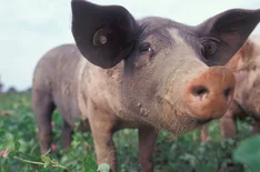 WandelSchwein!