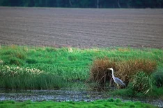 Wasserschutz: Was leistet der Öko-Landbau?