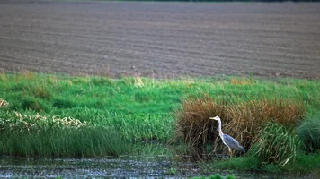 Reiher am Wasser. Foto: Dominic Menzler, BLE