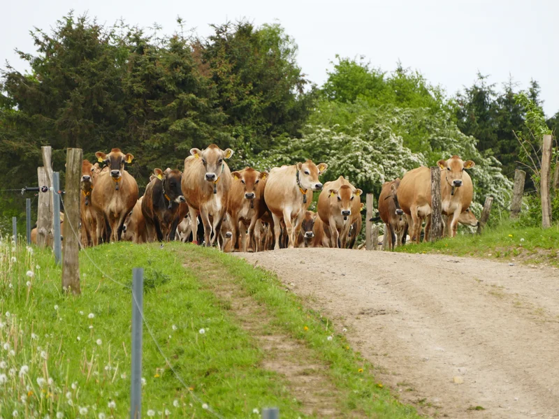 Milchviehherde des Lindhofs auf einem Weg