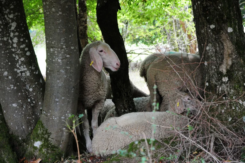 chafe weiden in einem Wald-gebiet mit Bäumen und Sträuchern. Klick führt zu Großansicht in neuem Fenster, schließen per ESC.