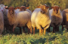 Bekanntmachung: Förderung von Innovationen in der Schaf- und Ziegenhaltung