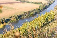 Blick von einem Weinberg im Steilhang auf einen Fluss im Tal. Klick führt zu Großansicht.