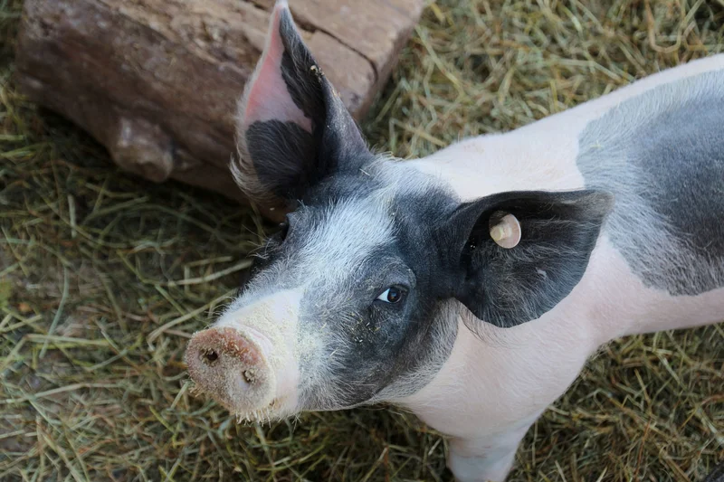 Schwein im Stroh