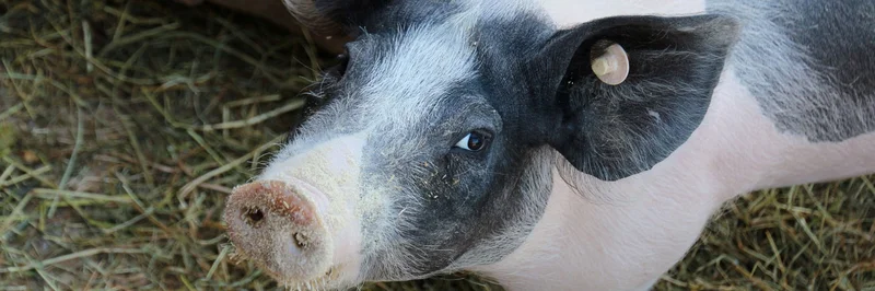 Schwein im Stroh.