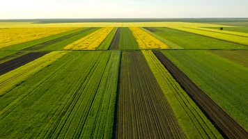 Luftaufnahme mit der geometrischen Textur der Landschaft, bestehend aus zahlreichen landwirtschaftlichen Feldern, die für Biodiversitätsverlust in Agrarlandschaften sorgen..