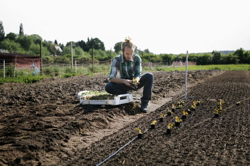Junger Landwirt auf einem Feld beim Pflanzen von Gemüsesetzlingen.
