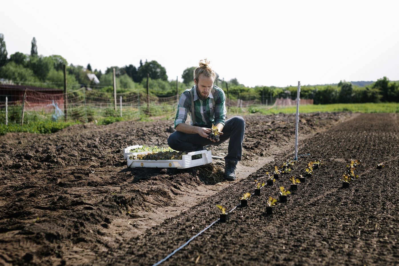 Junger Landwirt auf einem Feld beim Pflanzen von Gemüsesetzlingen.