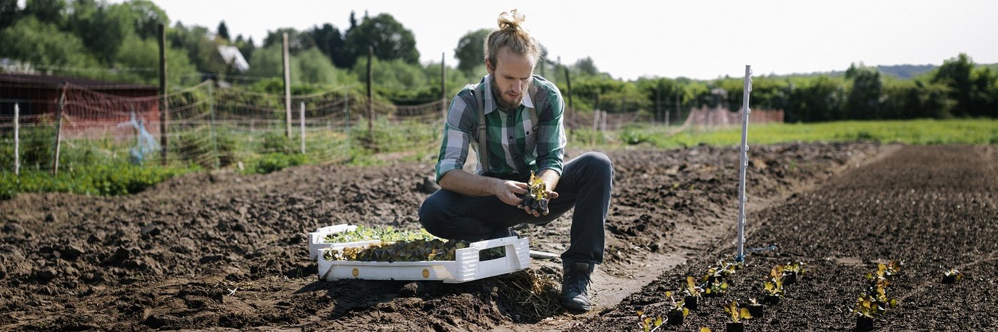 Junger Farmer auf einem Feld beim Pflanzen von Gemüsesetzlingen.