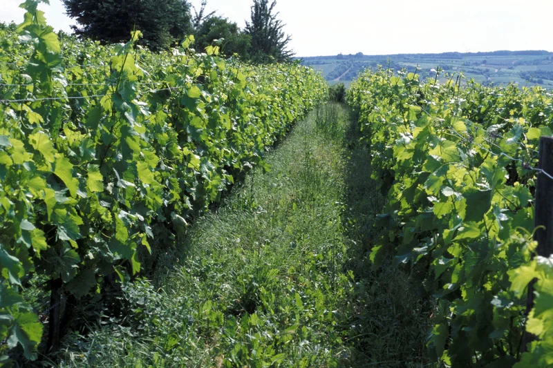 Bio-Weinreben, in der mitte begrünte Fläche. Klick führt zu Großansicht in neuem Fenster.