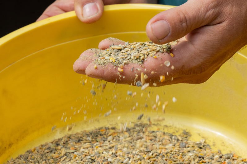 Hand mit Hühnerfutter