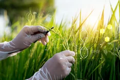 Gentechnisch veränderte Pflanzen: NGT und ihre Folgen für den Ökolandbau