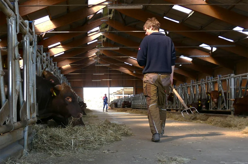 Landwirt geht durch Milchviehstall. Kick führt zu Großansicht in neuem Fenster.