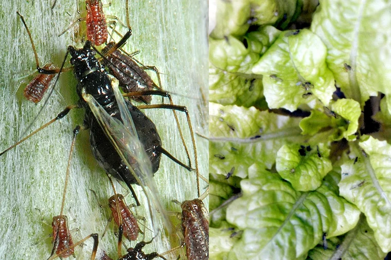 Braune Gänsedistelblattlaus an Salat. Zum Vergrößern klicken