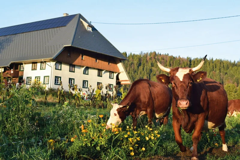 Rinder auf der Wiese