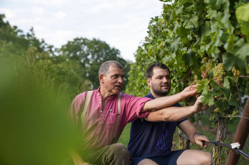 Klaus und Karl Rummel beim Traubenpflücken