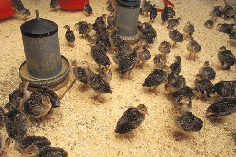 Bedarfsgerechte ökologische Fütterung von Geflügel mit Riboflavin (Vitamin B2)
