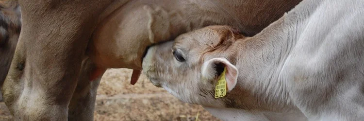 Kalb säuft am Euter.