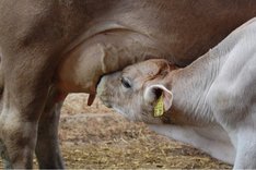 Kälberaufzucht im Biomilchviehbetrieb – kuhgebunden oder per Eimertränke