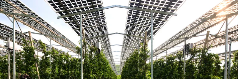 Agri-PV-Anlage auf einem Weinberg.