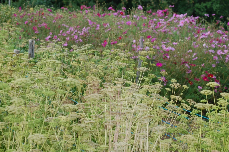 Cosmea, Klick führt zu Großansicht im neuen Fenster