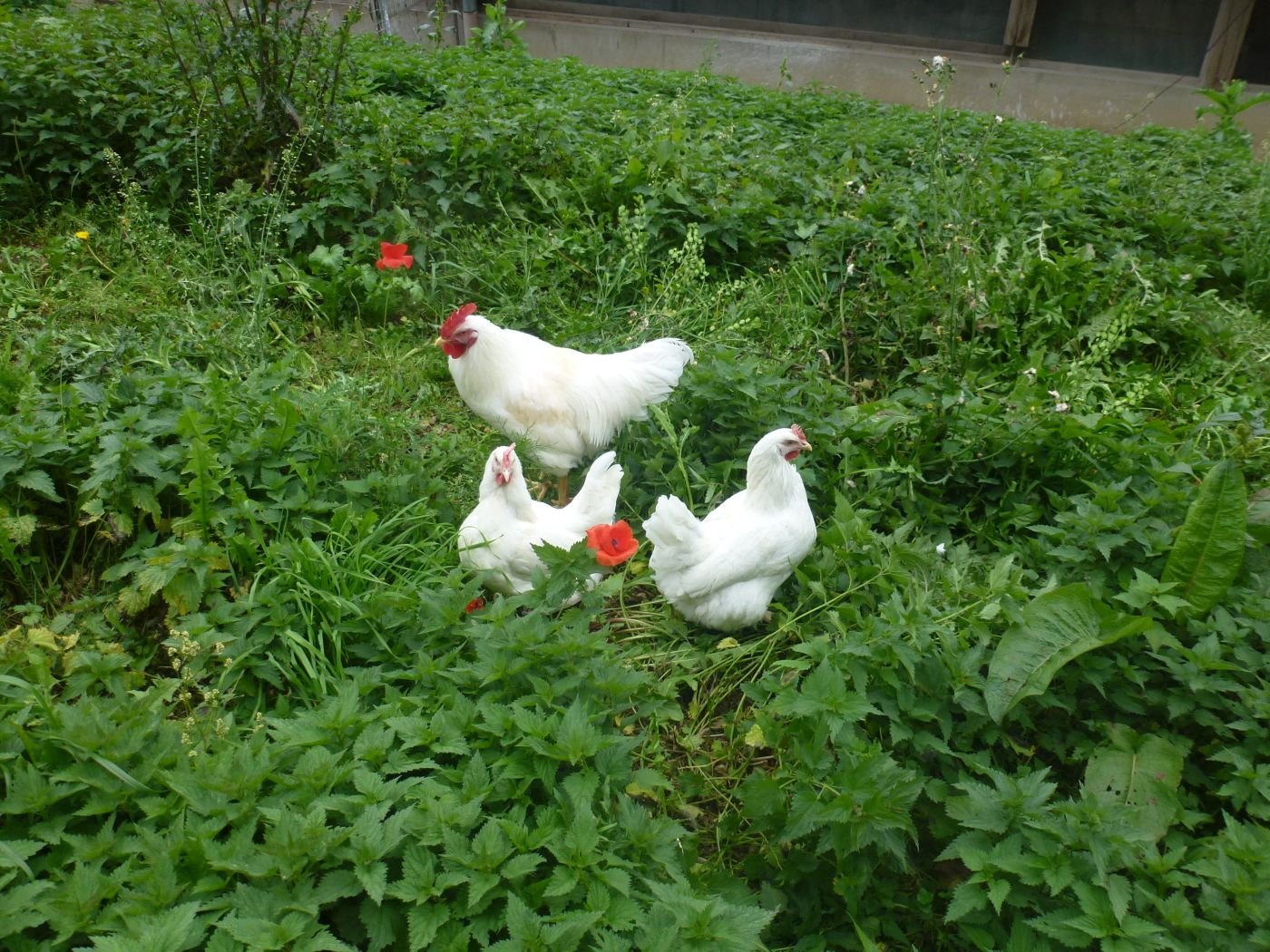 Hühner auf der Wiese
