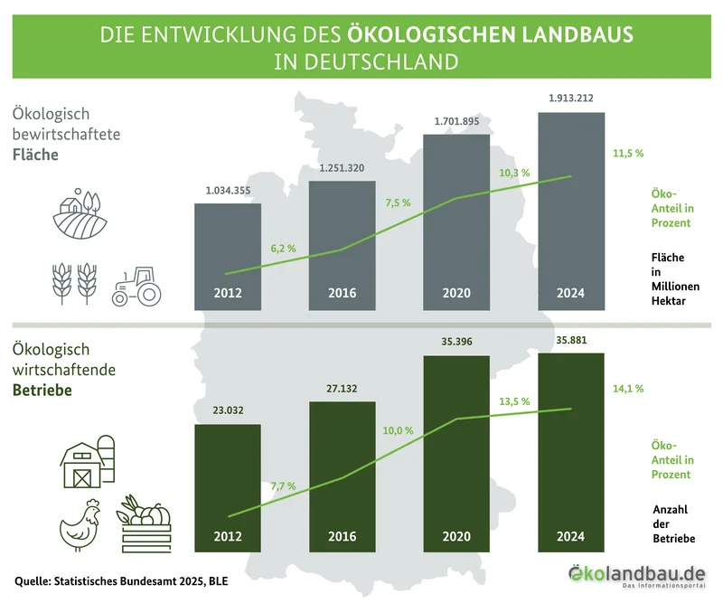 Grafik zur Entwicklung des Ökolandbaus in Deutschland. Gezeigt ist die Entwicklung der Betriebe von 2012 bis 2024 und die Entwicklung der Fläche, ebenfalls von 2012 bis 2024. Klick führt zu Großansicht.