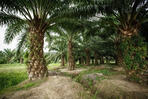 Palmölplantage, Foto: WWF