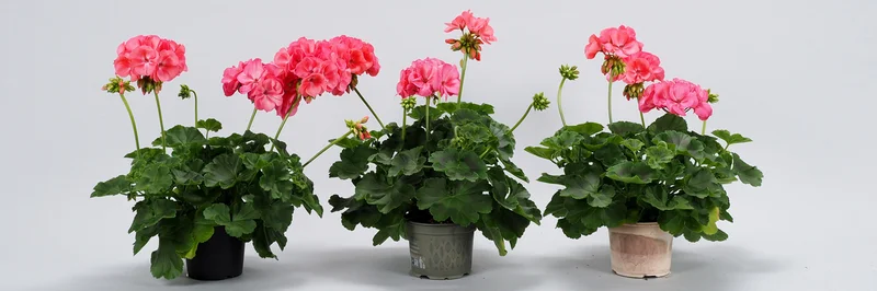 Drei Pflanztöpfe nebeneinander in den Farben schwarz, grün und beige. Darin befinden sich Pflanzen (Pelargonien).