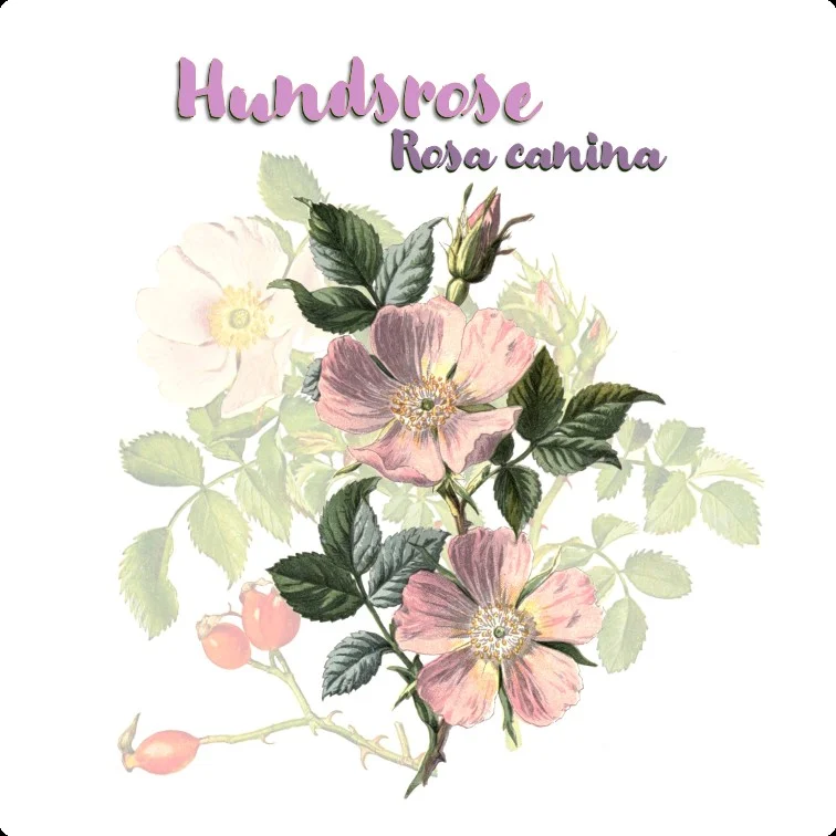 Grafik der Hundsrose. Klick führt zu Großansicht in einer Lightbox. Zum Schließen der Lightbox ESC drücken.