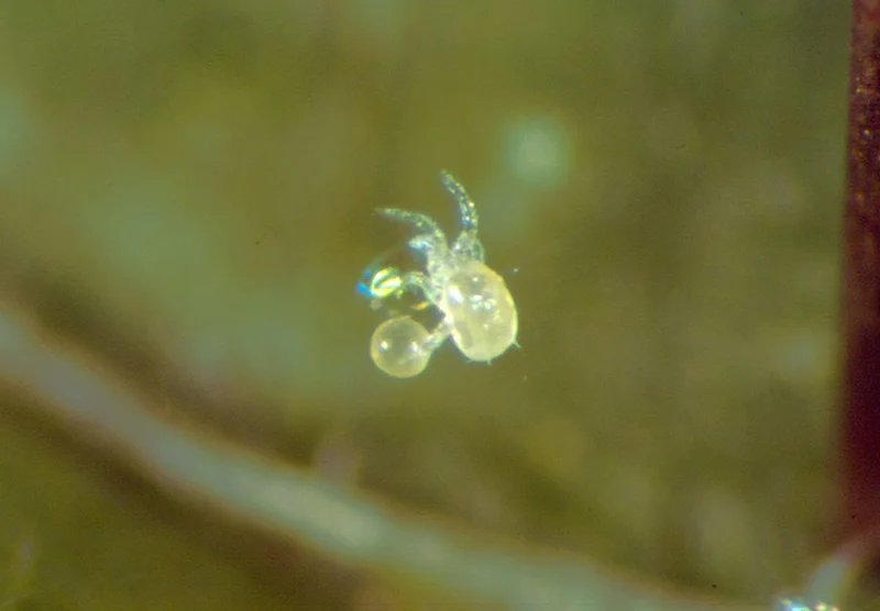 Phytoseiulus persimilis Raubmilbe