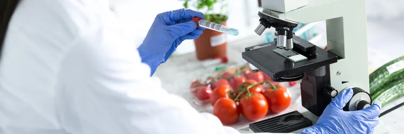 Frau untersucht Tomaten im Labor.
