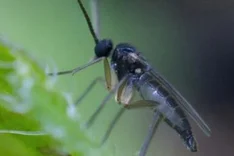 Trauermücken – Monitoring und vorbeugende Regulierung