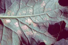 Peronospora, Klick führt zu Großansicht