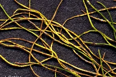 Blatt- und Stängelanthraknose (Mycosphaerella anethi, Nebenfruchtform Passalora punctum)