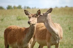 Rehwild. Klick führt zu Großansicht in neuem Fenster.
