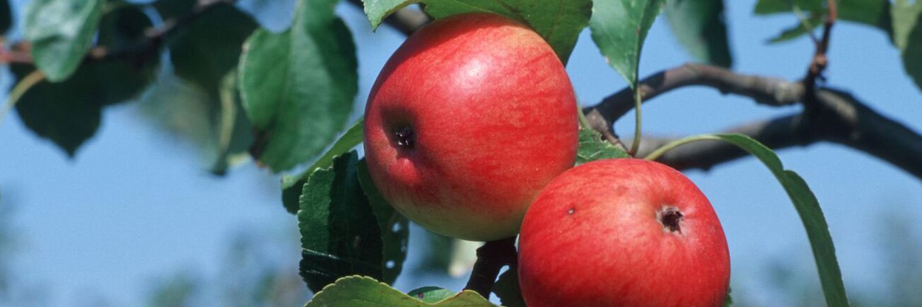 Äpfel am Baum