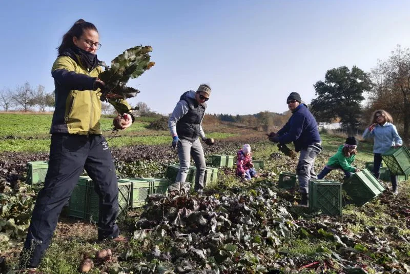 Menschen auf Feld bei der Salaternte. Klick führt zu Großansicht in einer Lightbox. Zum Schließen der Lightbox ESC drücken.