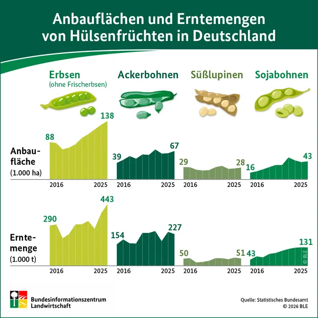 Grafik zum Anbau von Hülsenfrüchten in Deutschland. Abgebildet ist immer die Anbaufläche und die Erntemenge. Von Links nach rechts: Erbse, Ackerbohnen, Süßlupinen und Soja. Klick führt zu Großansicht.