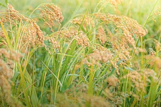 Hirse: Ein altes Getreide neu entdeckt