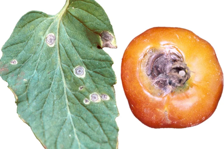 Alternaria solani an Tomate
