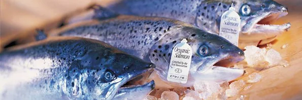 Lachs liegt auf Eis.