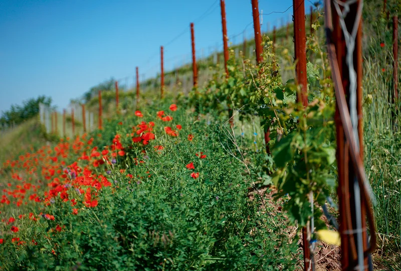 Weinhang mit Mohn im Vordergrund