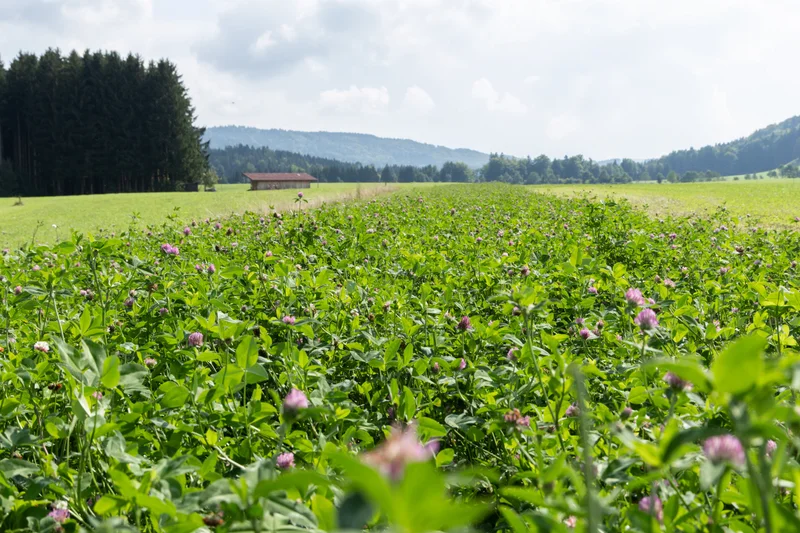 Unzureichende Nährstoffversorgung trägt zur Kleemüdigkeit bei