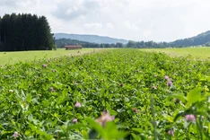 Unzureichende Nährstoffversorgung trägt zur Kleemüdigkeit bei